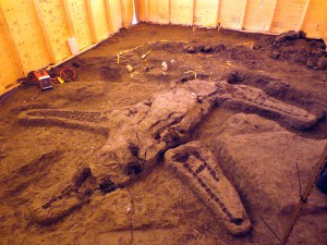 photo of the Plesiosaur Fossil